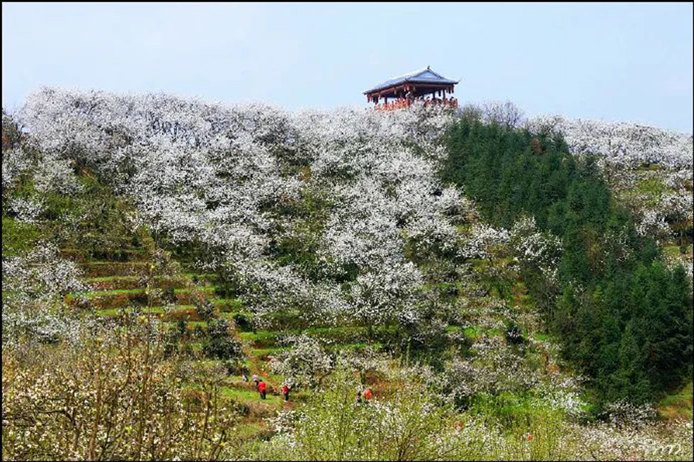 【春天，广西桂林灌阳县向您发出邀请！】我们在灌阳看梨花 - 游山玩水 - 鹤岗生活社区 - 鹤岗28生活网 hegang.28life.net