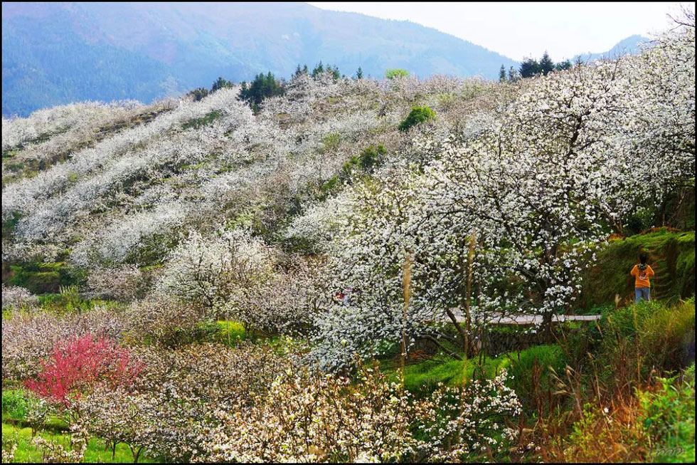 【春天，广西桂林灌阳县向您发出邀请！】我们在灌阳看梨花 - 游山玩水 - 鹤岗生活社区 - 鹤岗28生活网 hegang.28life.net