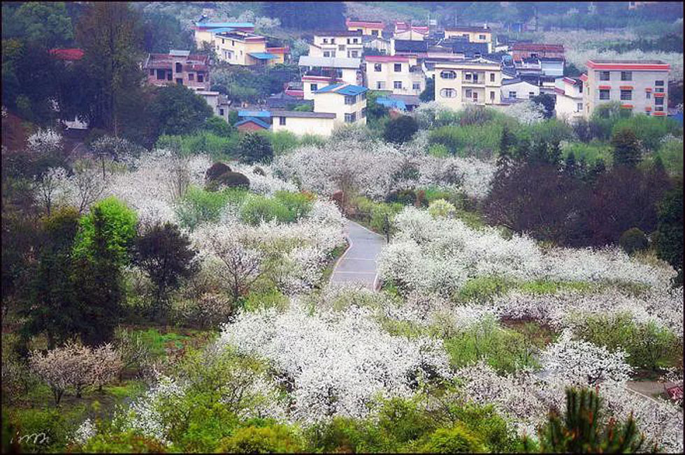 【春天，广西桂林灌阳县向您发出邀请！】我们在灌阳看梨花 - 游山玩水 - 鹤岗生活社区 - 鹤岗28生活网 hegang.28life.net