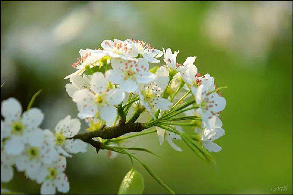 【春天，广西桂林灌阳县向您发出邀请！】我们在灌阳看梨花 - 游山玩水 - 鹤岗生活社区 - 鹤岗28生活网 hegang.28life.net