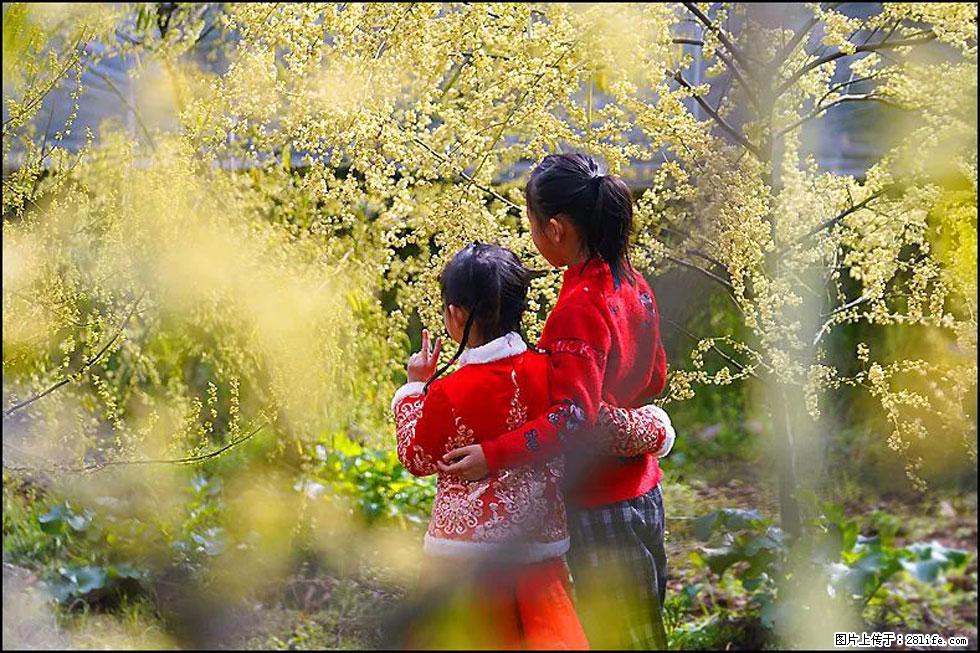 【春天，广西桂林灌阳县向您发出邀请！】米珠山前有片山苍子花在飘香 - 游山玩水 - 鹤岗生活社区 - 鹤岗28生活网 hegang.28life.net