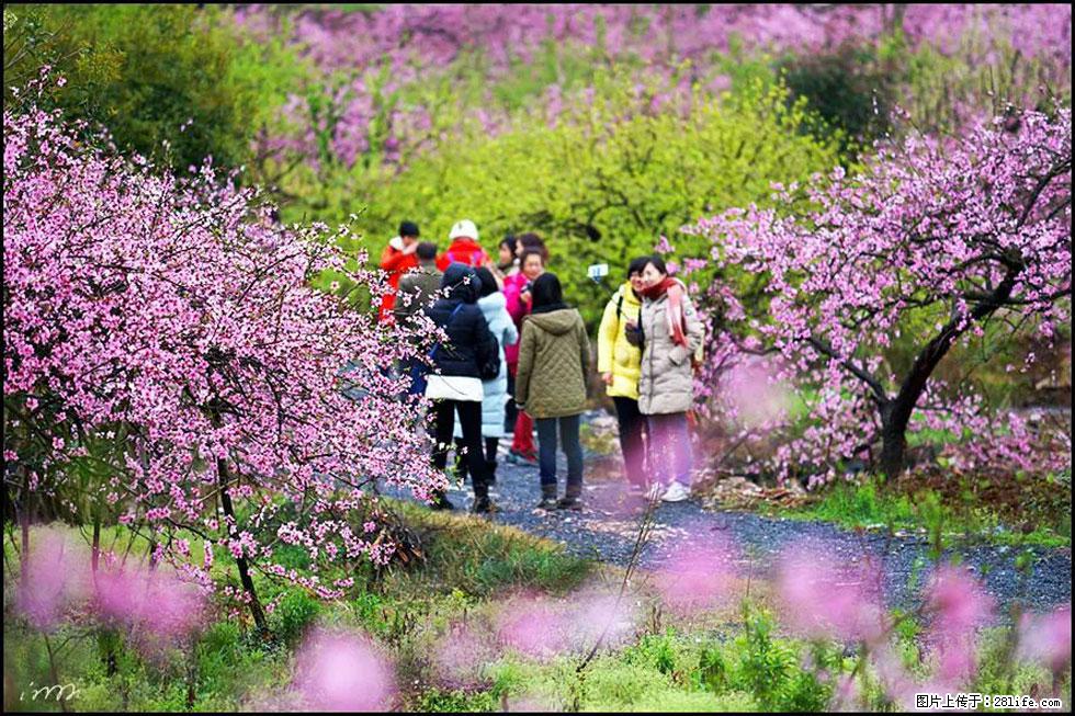 【春天，广西桂林灌阳县向您发出邀请！】官庄村有个醉美的桃花园 - 游山玩水 - 鹤岗生活社区 - 鹤岗28生活网 hegang.28life.net