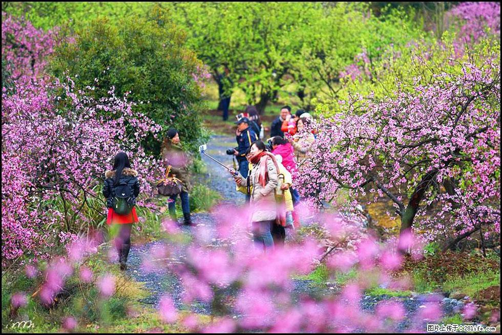 【春天，广西桂林灌阳县向您发出邀请！】官庄村有个醉美的桃花园 - 游山玩水 - 鹤岗生活社区 - 鹤岗28生活网 hegang.28life.net
