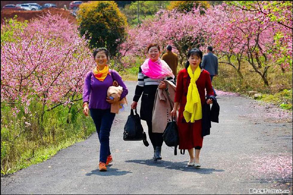 【春天，广西桂林灌阳县向您发出邀请！】官庄村有个醉美的桃花园 - 游山玩水 - 鹤岗生活社区 - 鹤岗28生活网 hegang.28life.net