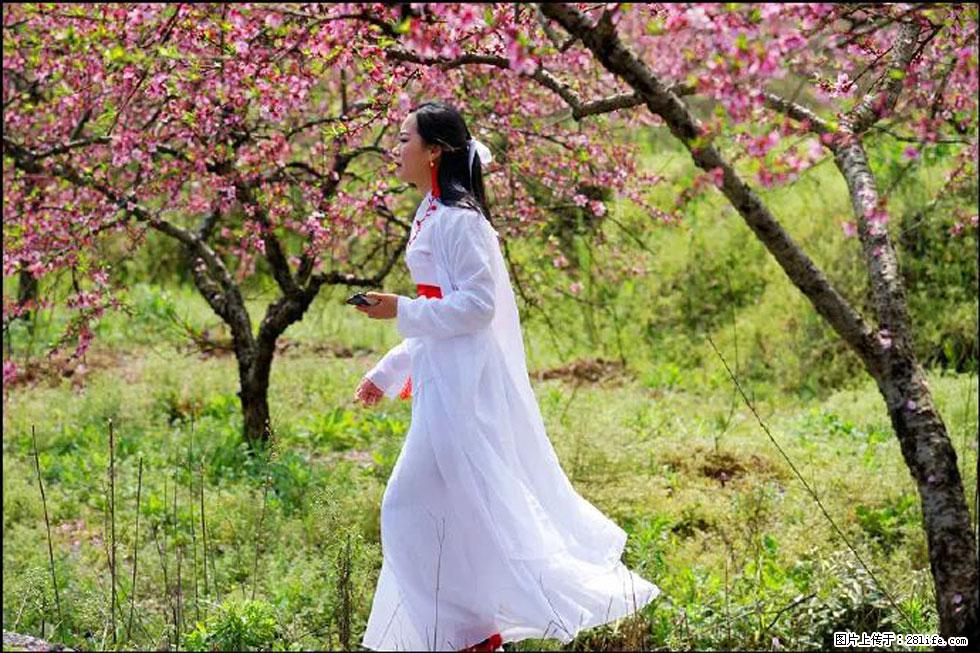 【春天，广西桂林灌阳县向您发出邀请！】官庄村有个醉美的桃花园 - 游山玩水 - 鹤岗生活社区 - 鹤岗28生活网 hegang.28life.net