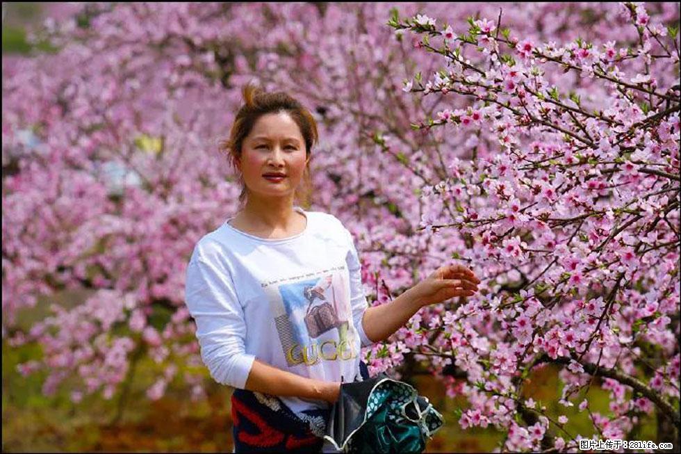 【春天，广西桂林灌阳县向您发出邀请！】官庄村有个醉美的桃花园 - 游山玩水 - 鹤岗生活社区 - 鹤岗28生活网 hegang.28life.net