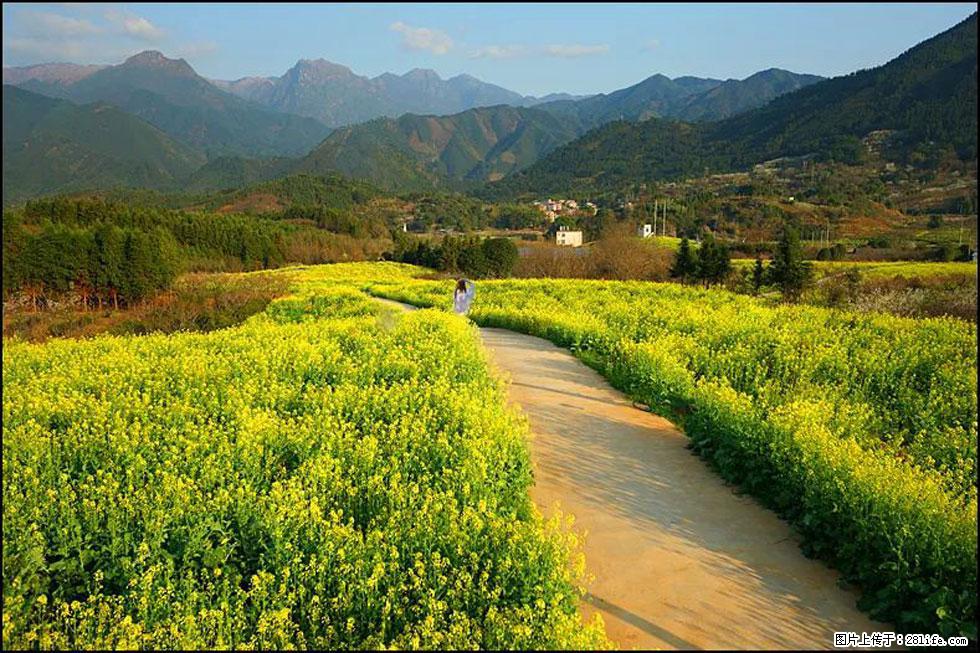 【春天，广西桂林灌阳县向您发出邀请！】长坪村油菜盛情花开 - 游山玩水 - 鹤岗生活社区 - 鹤岗28生活网 hegang.28life.net