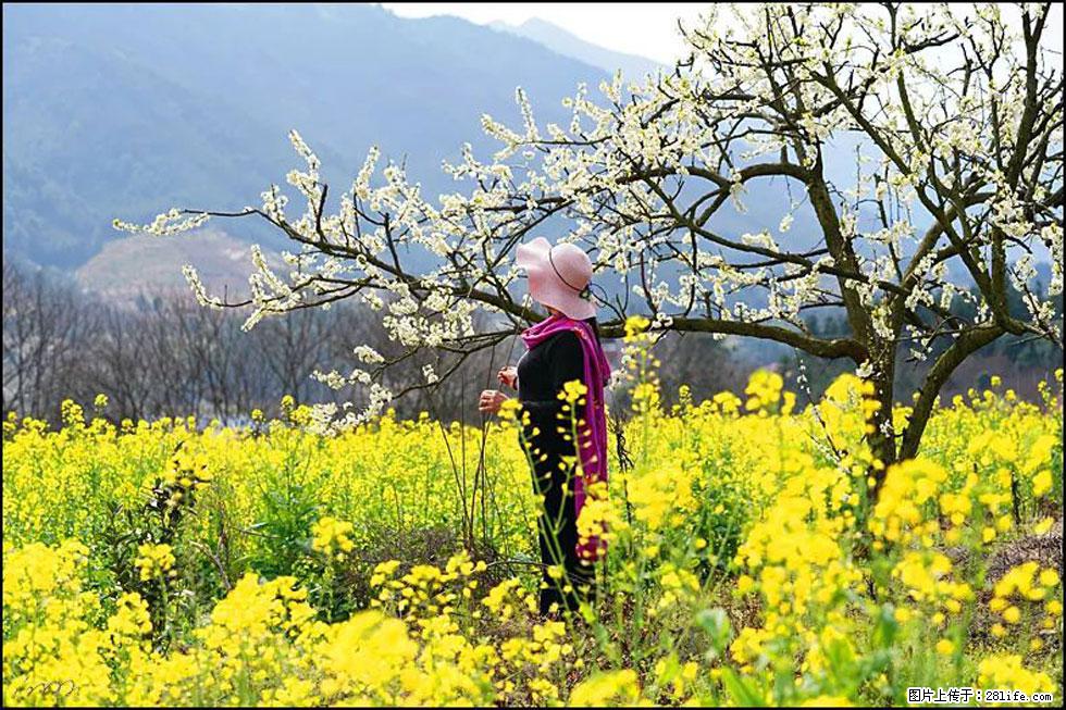 【春天，广西桂林灌阳县向您发出邀请！】长坪村油菜盛情花开 - 游山玩水 - 鹤岗生活社区 - 鹤岗28生活网 hegang.28life.net