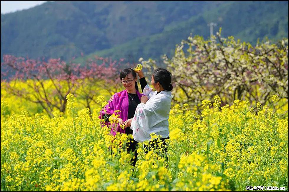 【春天，广西桂林灌阳县向您发出邀请！】长坪村油菜盛情花开 - 游山玩水 - 鹤岗生活社区 - 鹤岗28生活网 hegang.28life.net