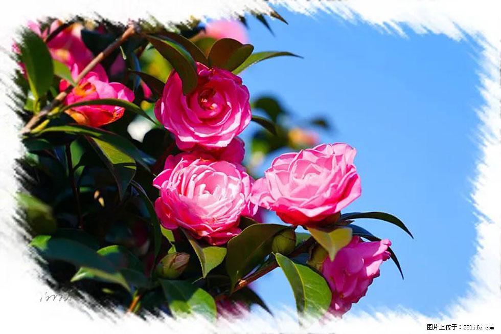 【春天，广西桂林灌阳县向您发出邀请！】杨柳井茶花惹人爱 - 游山玩水 - 鹤岗生活社区 - 鹤岗28生活网 hegang.28life.net