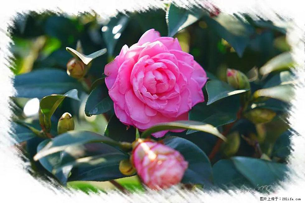 【春天，广西桂林灌阳县向您发出邀请！】杨柳井茶花惹人爱 - 游山玩水 - 鹤岗生活社区 - 鹤岗28生活网 hegang.28life.net