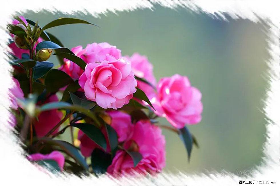【春天，广西桂林灌阳县向您发出邀请！】杨柳井茶花惹人爱 - 游山玩水 - 鹤岗生活社区 - 鹤岗28生活网 hegang.28life.net