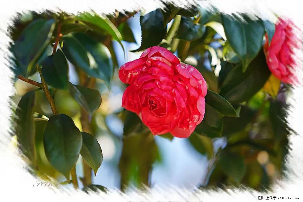 【春天，广西桂林灌阳县向您发出邀请！】杨柳井茶花惹人爱 - 游山玩水 - 鹤岗生活社区 - 鹤岗28生活网 hegang.28life.net