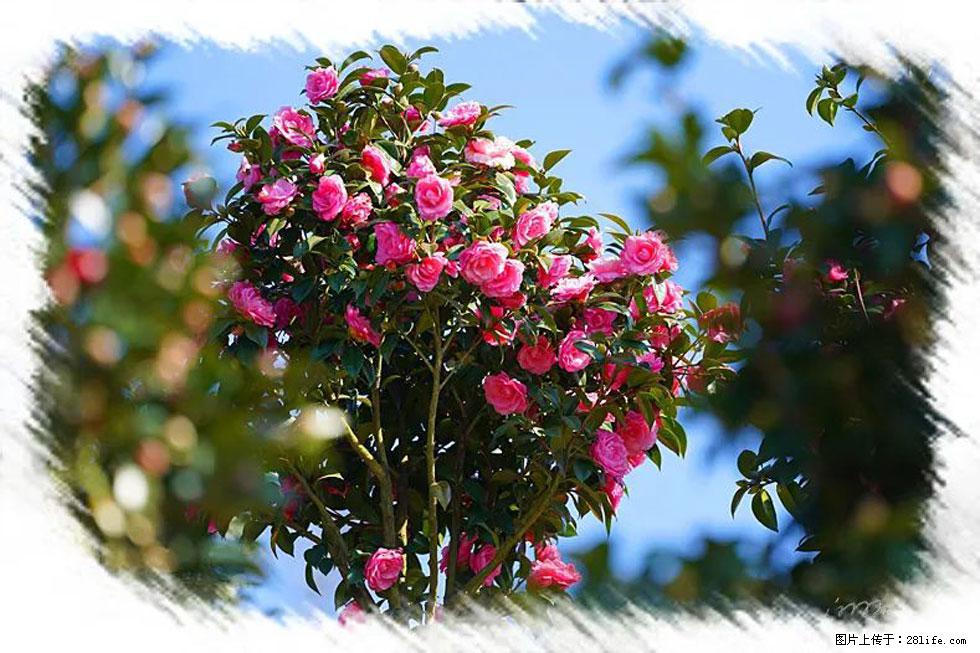 【春天，广西桂林灌阳县向您发出邀请！】杨柳井茶花惹人爱 - 游山玩水 - 鹤岗生活社区 - 鹤岗28生活网 hegang.28life.net