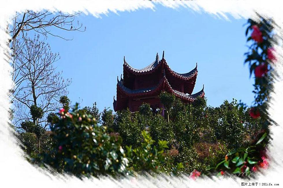 【春天，广西桂林灌阳县向您发出邀请！】杨柳井茶花惹人爱 - 游山玩水 - 鹤岗生活社区 - 鹤岗28生活网 hegang.28life.net
