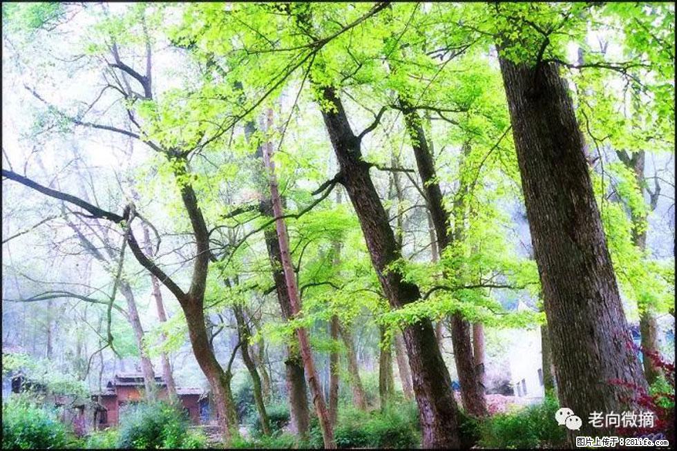 【春天，广西桂林灌阳县向您发出邀请！】在小龙村与春天约会 - 游山玩水 - 鹤岗生活社区 - 鹤岗28生活网 hegang.28life.net