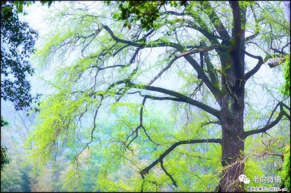 【春天，广西桂林灌阳县向您发出邀请！】在小龙村与春天约会 - 游山玩水 - 鹤岗生活社区 - 鹤岗28生活网 hegang.28life.net