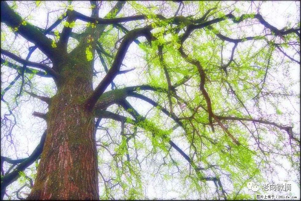 【春天，广西桂林灌阳县向您发出邀请！】在小龙村与春天约会 - 游山玩水 - 鹤岗生活社区 - 鹤岗28生活网 hegang.28life.net