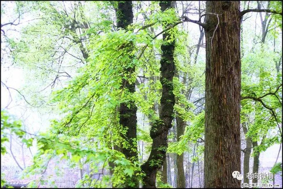 【春天，广西桂林灌阳县向您发出邀请！】在小龙村与春天约会 - 游山玩水 - 鹤岗生活社区 - 鹤岗28生活网 hegang.28life.net