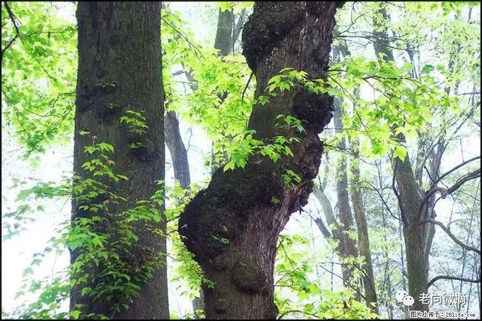 【春天，广西桂林灌阳县向您发出邀请！】在小龙村与春天约会 - 游山玩水 - 鹤岗生活社区 - 鹤岗28生活网 hegang.28life.net
