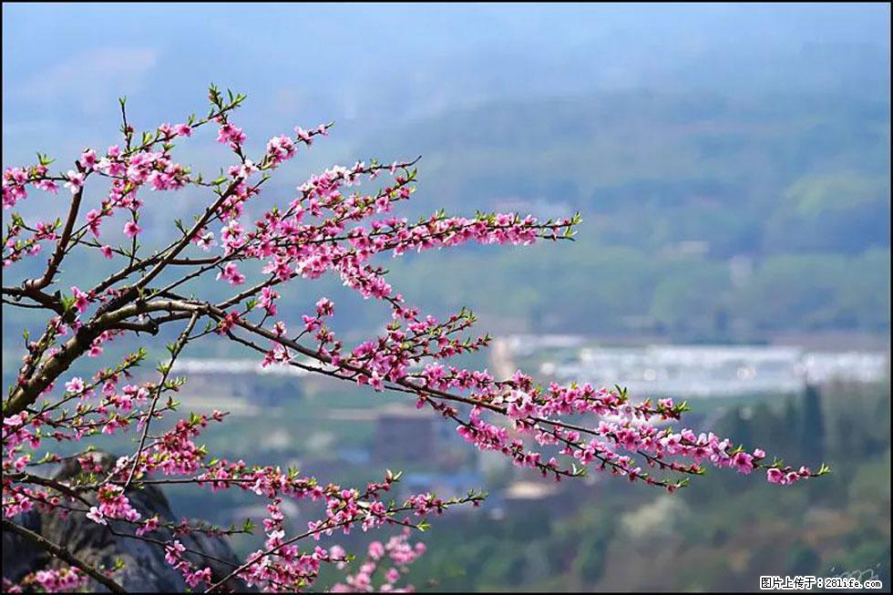 【春天，广西桂林灌阳县向您发出邀请！】望月岭上桃花开 - 游山玩水 - 鹤岗生活社区 - 鹤岗28生活网 hegang.28life.net
