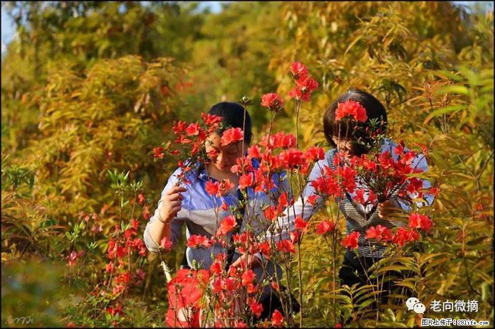 【春天，广西桂林灌阳县向您发出邀请！】登麒麟山，相约映山红 - 游山玩水 - 鹤岗生活社区 - 鹤岗28生活网 hegang.28life.net