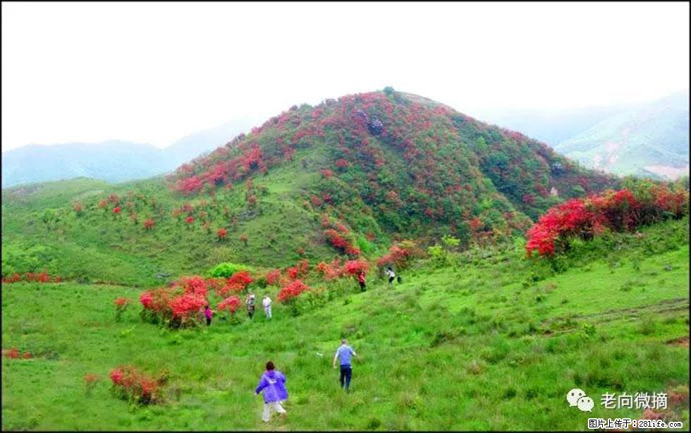 【春天，广西桂林灌阳县向您发出邀请！】宝盖山上映山红 - 游山玩水 - 鹤岗生活社区 - 鹤岗28生活网 hegang.28life.net