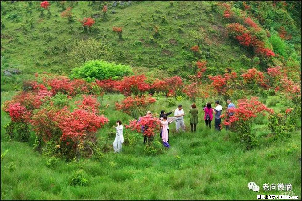 【春天，广西桂林灌阳县向您发出邀请！】宝盖山上映山红 - 游山玩水 - 鹤岗生活社区 - 鹤岗28生活网 hegang.28life.net