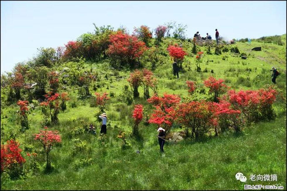 【春天，广西桂林灌阳县向您发出邀请！】宝盖山上映山红 - 游山玩水 - 鹤岗生活社区 - 鹤岗28生活网 hegang.28life.net