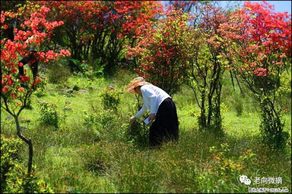 【春天，广西桂林灌阳县向您发出邀请！】宝盖山上映山红 - 游山玩水 - 鹤岗生活社区 - 鹤岗28生活网 hegang.28life.net