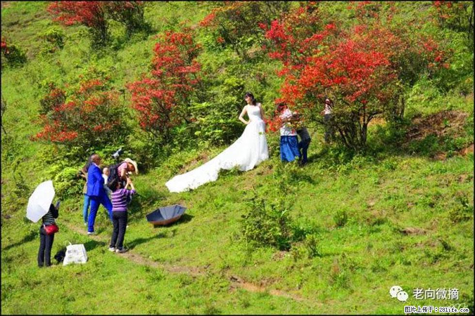 【春天，广西桂林灌阳县向您发出邀请！】宝盖山上映山红 - 游山玩水 - 鹤岗生活社区 - 鹤岗28生活网 hegang.28life.net