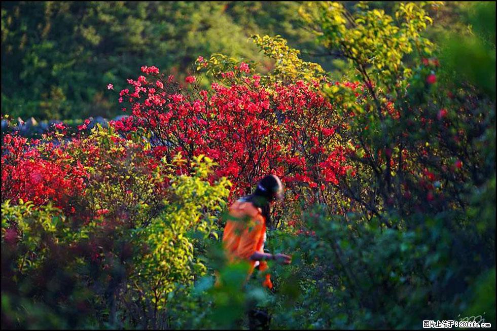 【春天，广西桂林灌阳县向您发出邀请！】春木界上映山红 - 游山玩水 - 鹤岗生活社区 - 鹤岗28生活网 hegang.28life.net