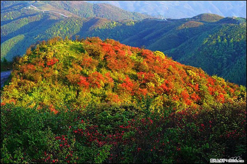 【春天，广西桂林灌阳县向您发出邀请！】春木界上映山红 - 游山玩水 - 鹤岗生活社区 - 鹤岗28生活网 hegang.28life.net