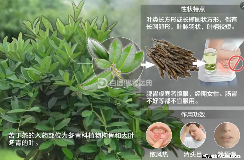 苦丁茶有哪些功效和作用 - 生活百科 - 鹤岗生活社区 - 鹤岗28生活网 hegang.28life.net