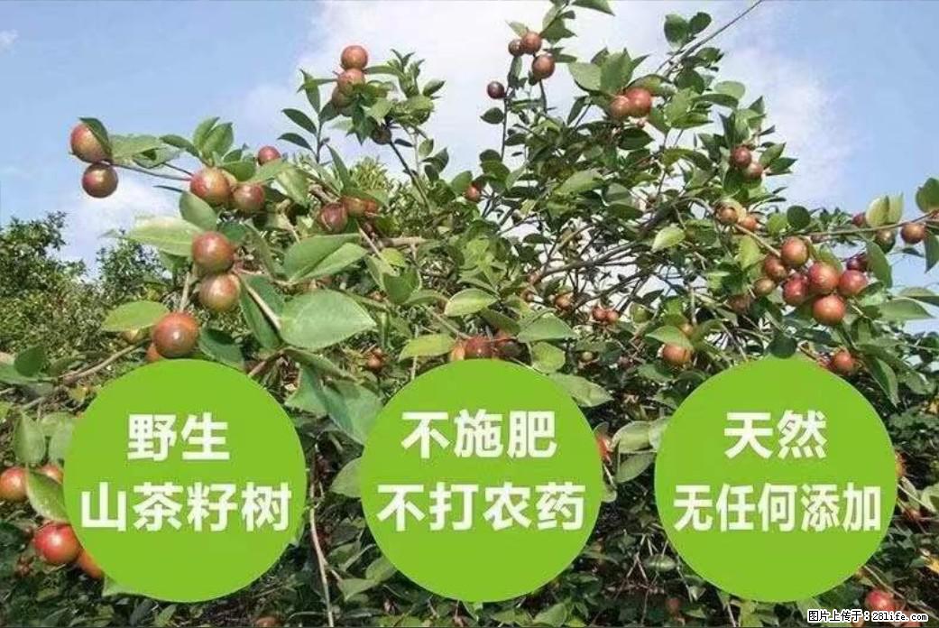 【灌阳县油茶产业示范区】一个有着充实的精神生活的人，对待身外之物自会有一种淡泊的态度 - 美食天地 - 鹤岗生活社区 - 鹤岗28生活网 hegang.28life.net
