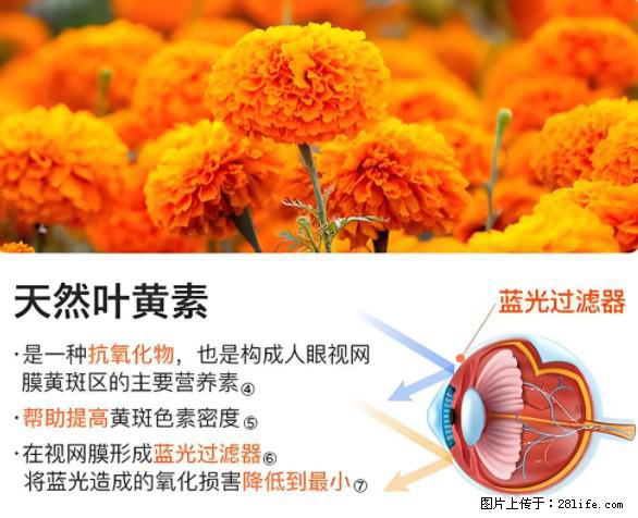 叶黄素有什么功效和作用 - 生活百科 - 鹤岗生活社区 - 鹤岗28生活网 hegang.28life.net