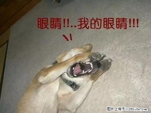 笑癫了！一女的怀孕三年未生，他终于忍不住了... - 娱乐八卦 - 鹤岗生活社区 - 鹤岗28生活网 hegang.28life.net