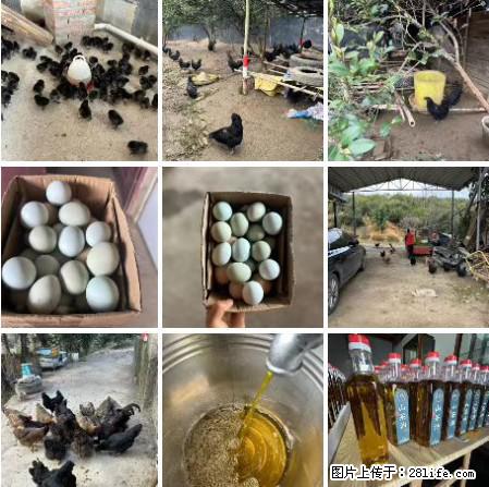 油茶园从小鸡仔开始养起的纯土鸡、土鸡蛋可以预定啦！还有前几天刚榨的纯山茶油哦 - 土特产 - 饮食特产 - 鹤岗分类信息 - 鹤岗28生活网 hegang.28life.net
