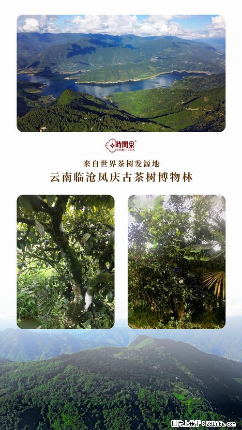 时间果百年古树2025年春红茶 - 购物交流 - 鹤岗生活社区 - 鹤岗28生活网 hegang.28life.net
