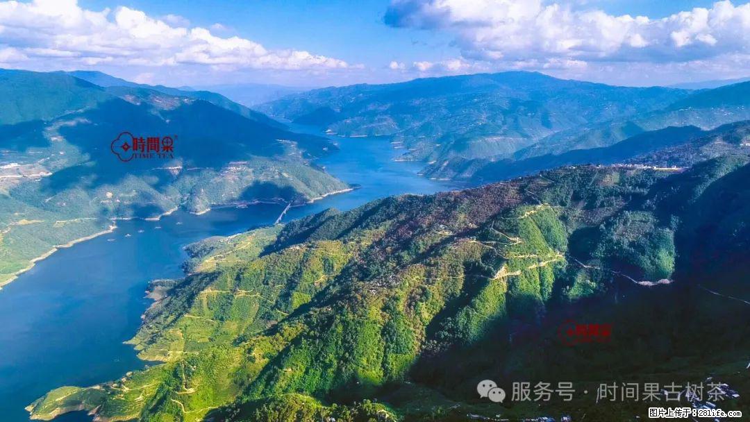 时间果百年古树龙珠普洱生茶 - 购物交流 - 鹤岗生活社区 - 鹤岗28生活网 hegang.28life.net
