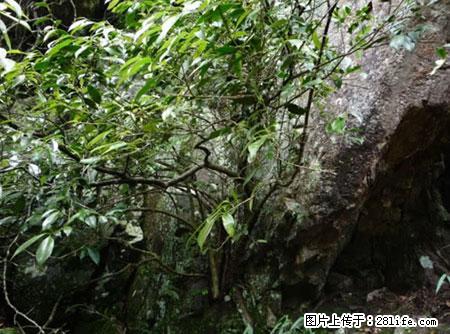 平乐石崖茶，珍贵仅次于金花茶 - 鹤岗生活资讯 - 鹤岗28生活网 hegang.28life.net