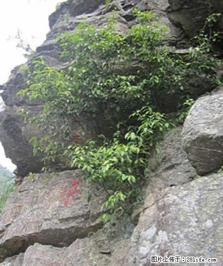 平乐石崖茶，珍贵仅次于金花茶 - 鹤岗生活资讯 - 鹤岗28生活网 hegang.28life.net