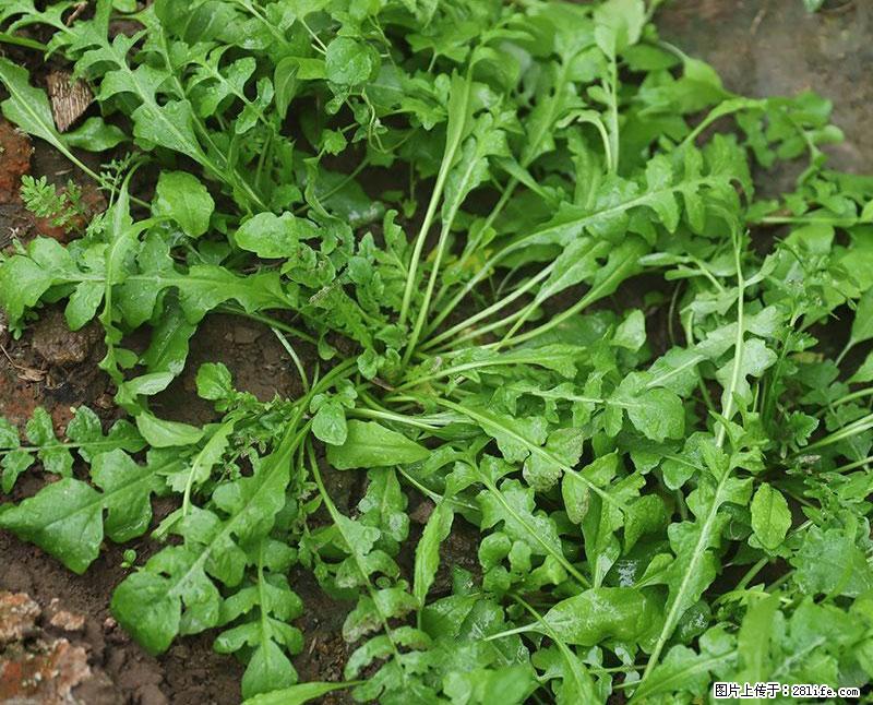 这些蔬菜是“天然钙片”，这6种被医生重点推荐 - 鹤岗生活资讯 - 鹤岗28生活网 hegang.28life.net