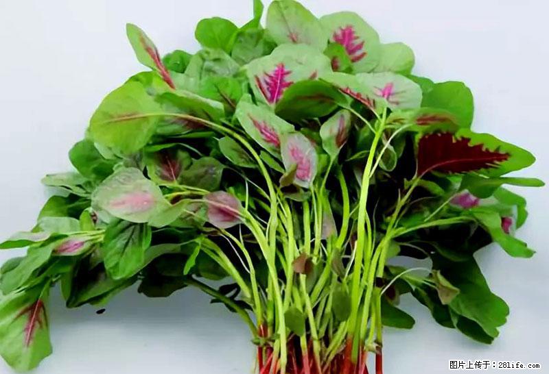 这些蔬菜是“天然钙片”，这6种被医生重点推荐 - 鹤岗生活资讯 - 鹤岗28生活网 hegang.28life.net