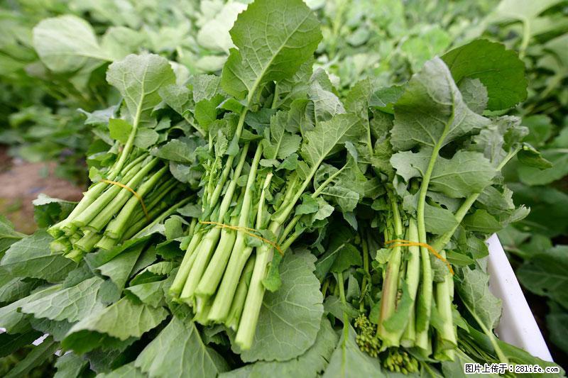这些蔬菜是“天然钙片”，这6种被医生重点推荐 - 鹤岗生活资讯 - 鹤岗28生活网 hegang.28life.net